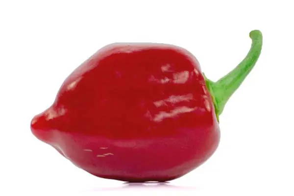 red savina